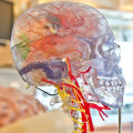 Understanding Prefixes in Medical Terminology